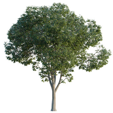 Celtis australis tree, corner view, cutout, isolate, transparent background, Detailed Tree Branch with Lush Green Foliage - Perfect for Nature Backgrounds and Design Elements