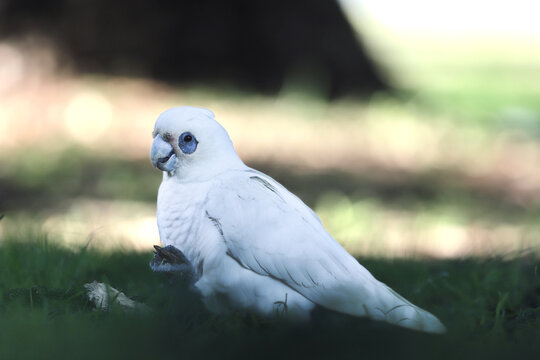 White little corella parrot perched on a tree branch in Australia