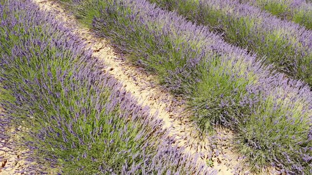 Lavender field in Provence France. Aerial view
