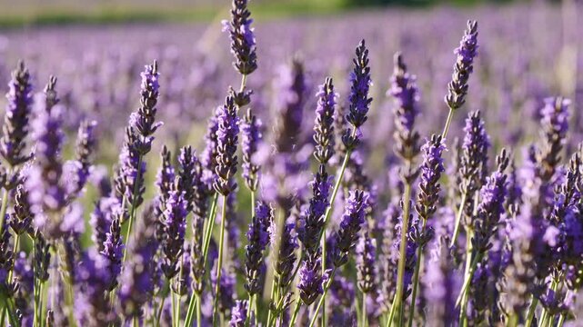 Lavender flowers on field. Dolly shot

