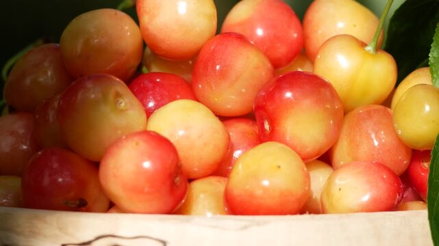 Close-up of ripe sweet cherries in a wooden bowl while a woman's hand picks and places freshly harvested berries during the summer harvest. Healthy organic fruit, home gardening, seasonal harvest
