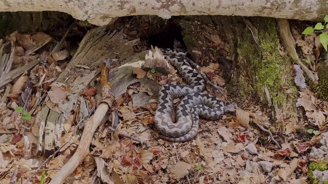 Closeup of horned viper, the most poisonous European snake, under the tree