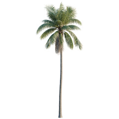 Fototapeta premium Cocos nucifera tree, elevation, front view, cutout, transparent background, isolate, Detailed Palm Tree with Lush Green Fronds - Tropical Landscape Element for Design Projects