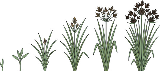 Fototapeta premium Cyperus Sedge Plant Growth Life Cycle Stages From Sprout to Mature Flowering Weed Infographic Vector Illustration for Botany and Agriculture Education