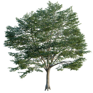 Fagus sylvatica tree, elevation, front view, cutout, transparent background, isolate, Detailed Rendering of a Lush Green Deciduous Tree with Visible Root System on Black Background