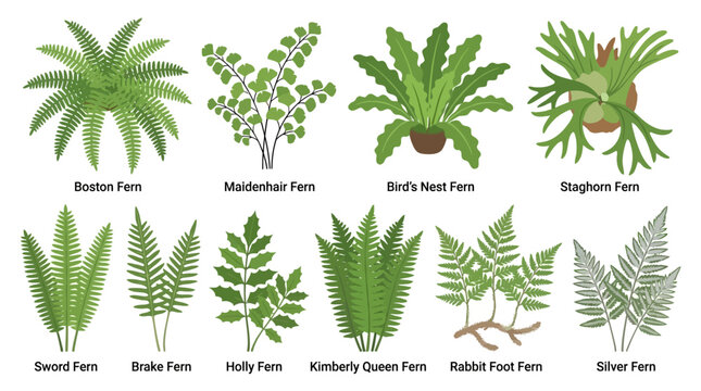 Various types of ferns and plants.