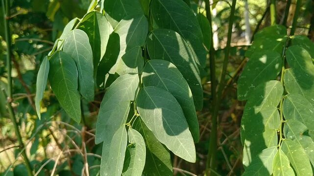 Fresh green Sauropus androgynus leaves growing in an organic vegetable garden
