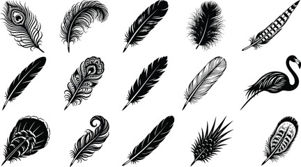Black and white feather various types and shapes, on white background, feathers various feathers peacock feathers © Graphic Shops