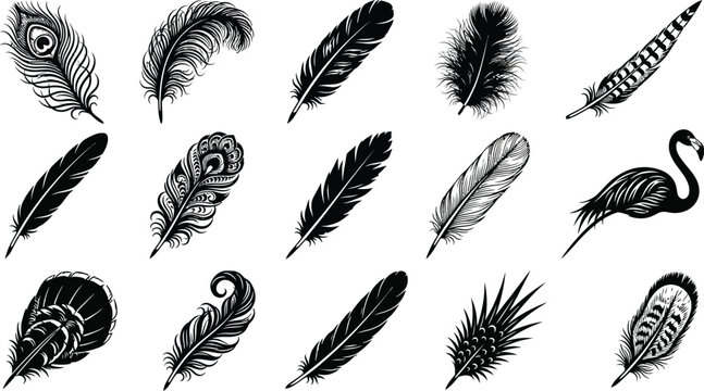 Black and white feather various types and shapes, on white background, feathers various feathers peacock feathers