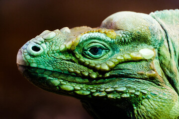 Obraz premium Close-up of a rhinoceros iguana's eye
