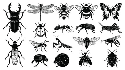 Black and white insect various bugs and beetles collection insects © Graphic Shops