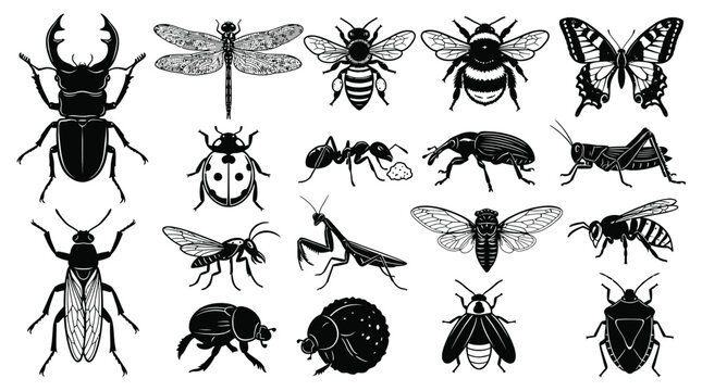 Black and white insect various bugs and beetles collection insects