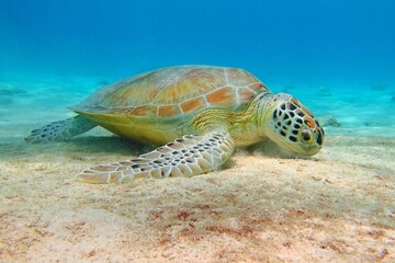 Fototapeta premium Sea turtle feeding on the sandy seabed. Underwater turtle in the shallow water. Scuba diving with ocean wild animal.