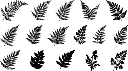 Black silhouettes of various fern leaves on white background © Graphic Shops