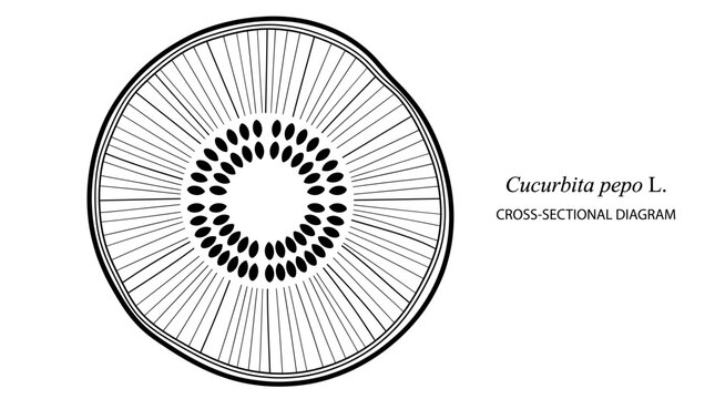 Cucurbita pepo L., cross-sectional diagram, botanical vector illustration, zucchini, squash