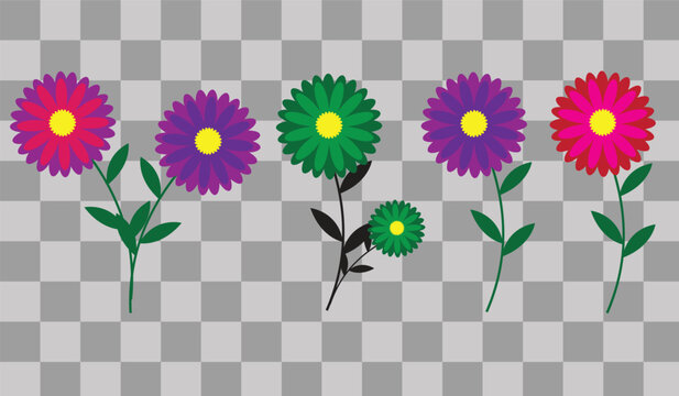 Colorful flower collection vector illustration, set of multi-colored daisy or aster flowers on stems isolated on transparent background.