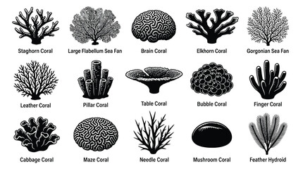 Collection of black and white coral with scientific names, ocean marine life underwater © Graphic Shops