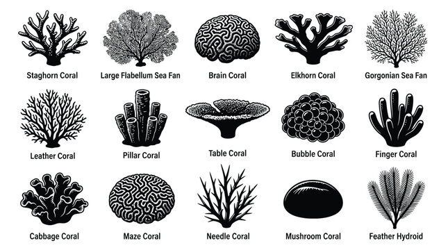 Collection of black and white coral with scientific names, ocean marine life underwater