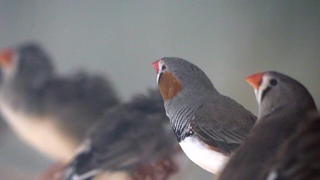  Australian Zebra Finches Birds gathering in a quiet area near water