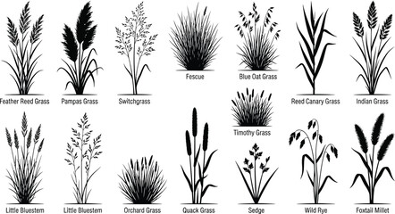 Various types of grasses and wildflowers, black silhouettes on white background, plants © Graphic Shops