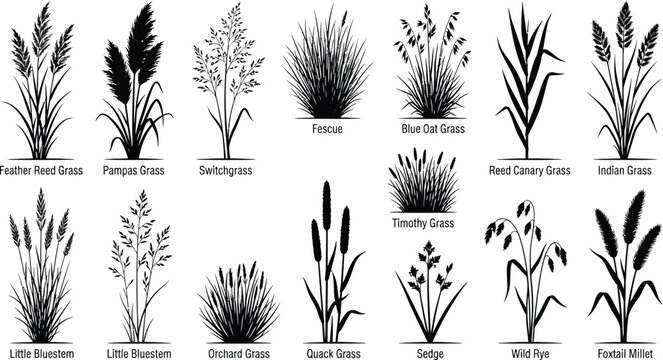 Various types of grasses and wildflowers, black silhouettes on white background, plants