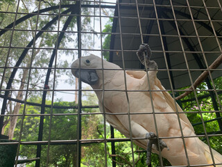 Sulphur crested cockatoo in a bird sanctuary looking at the camera © kristinekaren