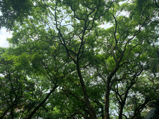 Fototapeta premium Tree canopy with sunlight through nature background