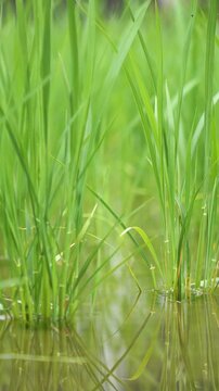 Young Green Rice Plants Swaying in the Wind in June, Niihama, Ehime, Japan