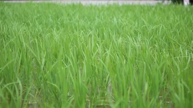 Young Green Rice Plants Swaying in the Wind in June, Niihama, Ehime, Japan