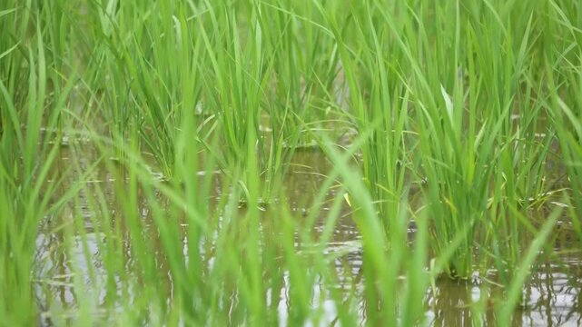 Young Green Rice Plants Swaying in the Wind in June, Niihama, Ehime, Japan