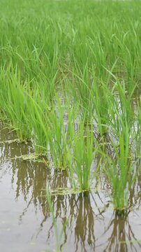 Young Green Rice Plants Swaying in the Wind in June, Niihama, Ehime, Japan