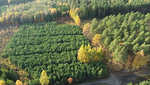 Evergreen seedlings forming new forest vegetation