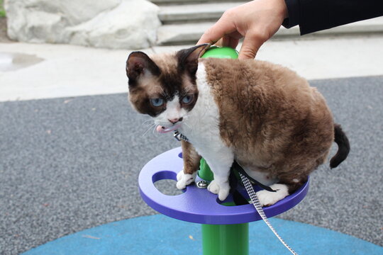 Blue Eyed Devon Rex Cat Sitting Outdoors