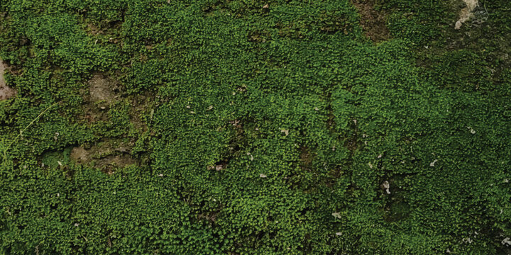 Fresh mossy ground cover texture in lush forest environment with wildlife landscape background environment botanical evergreen groundcover woodland vegetation