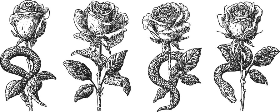 Vintage rose and snake illustrations floral entwined serpent botanical engraving set