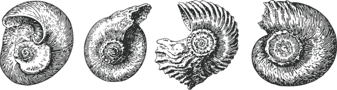 Engraving fossil ammonite shells ancient marine creatures spiral patterns detailed illustrations