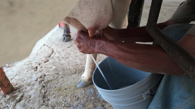 Manual milking process of white cow on rural farm into grey bucket.