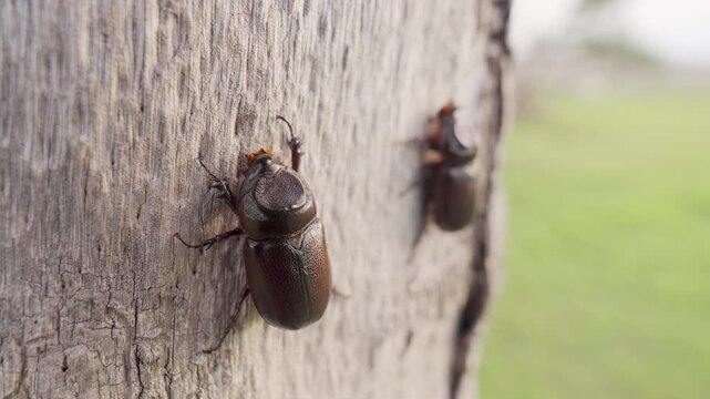 female coconut rhinoceros beetles, dynastinae, on coconut palm tree in plantation, a pest insect in indonesia, southeast asia, close-up shot