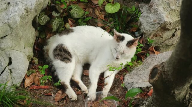 stray cat sleeping among rocks and leaves in urban park. homeless stray cat rests with closed eyes on ground. problem of stray cat in city needs attention and care