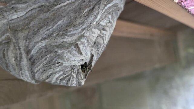 Close-up macro shot of a wasp flying and hovering near the entrance of a large paper wasp nest under a wooden roof. Another wasp is visible inside the nest entrance. High-quality 4K 60fps nature foota