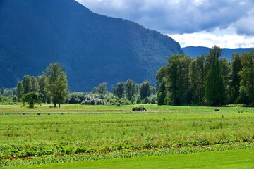 mountain landscape with green grass and clouds © geethonair