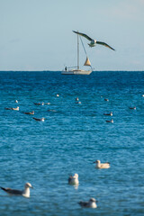 Naklejka premium Sailboat on blue horizon with seagulls swimming and taking flight