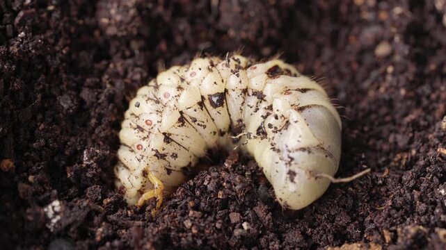 A coconut rhinoceros beetle insect larva crawling in soil or dirt in indonesia, southeast asia, extreme close-up, macro shot