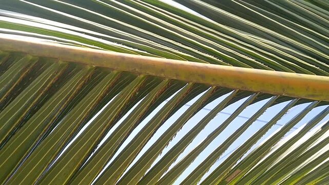 Detailed pattern of a tropical coconut palm leaf surface structure