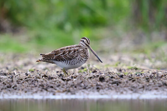 Common snipe (Gallinago gallinago)