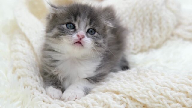 Cute kitten, adorable pet, fluffy animal, white blanket