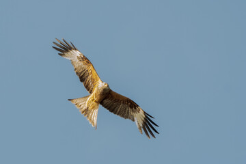 Fototapeta premium Red kite Milvus milvus soaring in flight with spread wings against a clear blue sky near Gotha, Thuringia, Germany