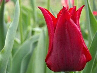Zbliżenie na kwiat czerwonego tulipana © Kumulugma