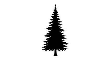 Tall Coniferous Pine Tree in Evergreen Forest Background © Zaki