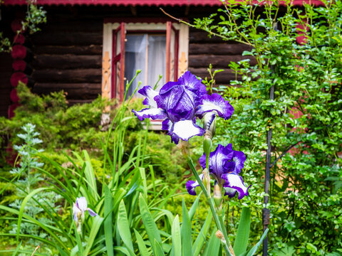 natural violet iris flower and wooden rustic house